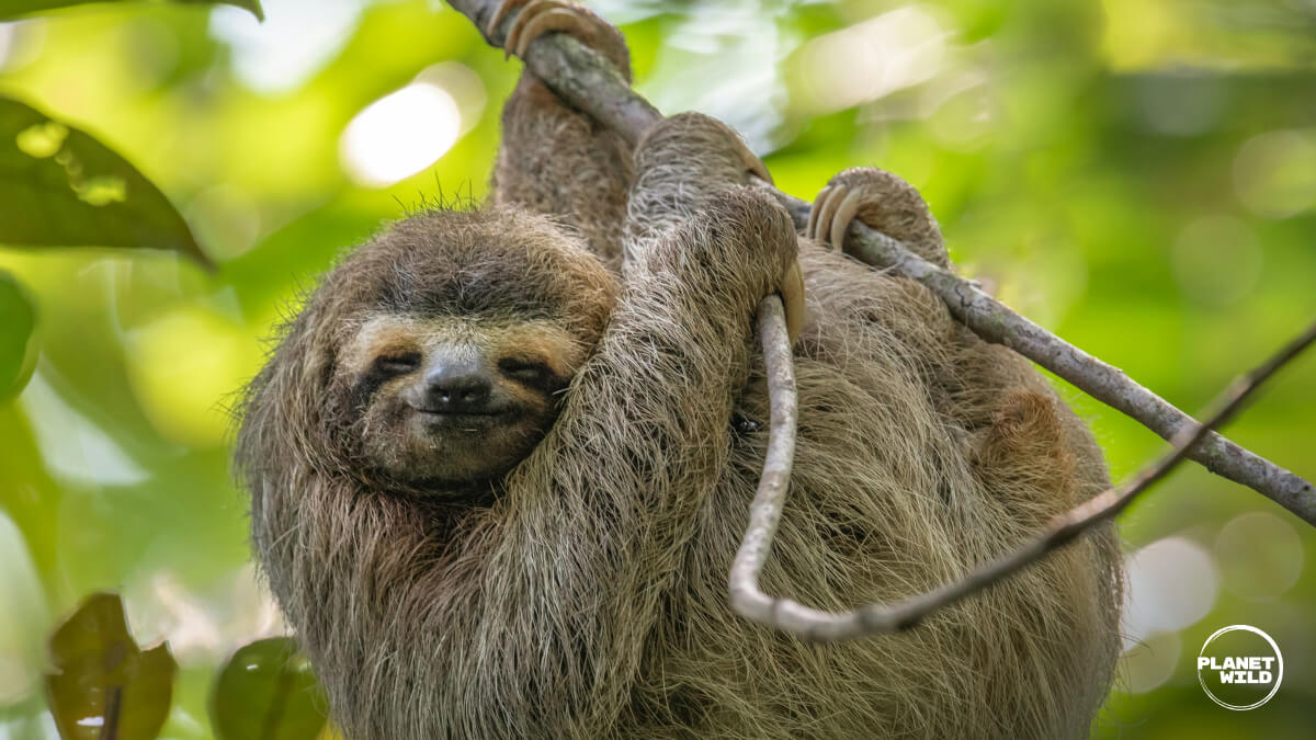 Brown-throated sloth hanging from tree branch in rainforest canopy with blurred green foliage background.