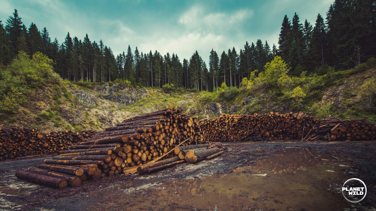 Stacked logs at a forest clearing with coniferous trees in background showing logging activity and forest management.