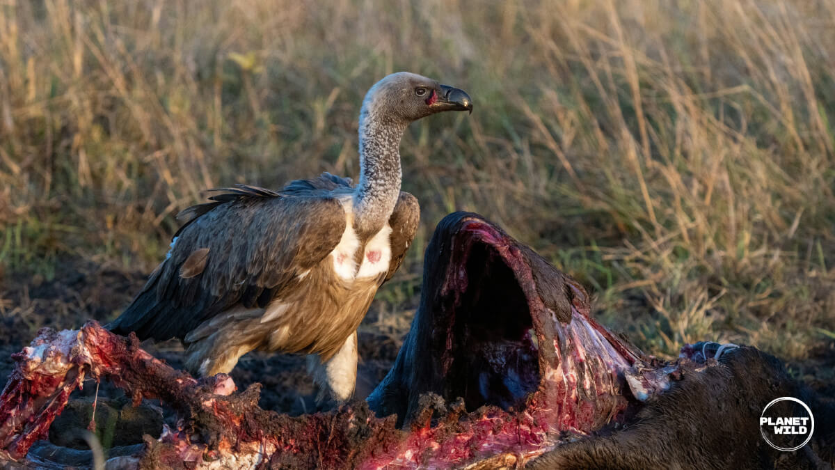 A white-backed vulture standing over a large animal carcass, feeding on exposed flesh and bones in dry grassland habitat.