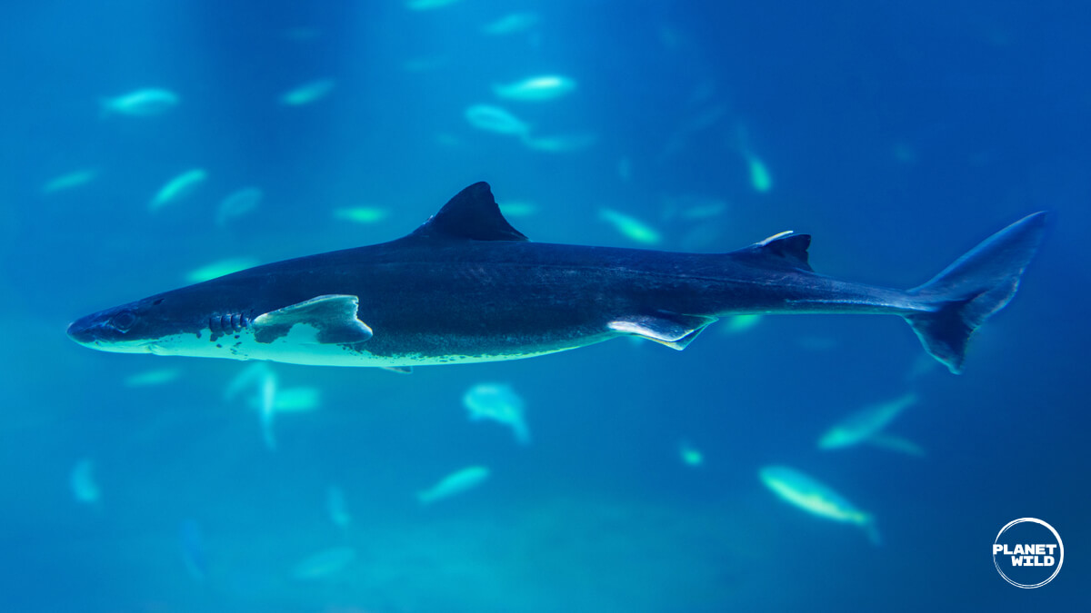A greenland shark swimming underwater in deep blue ocean water, with several orca whales visible in the background as blurred silhouettes.
