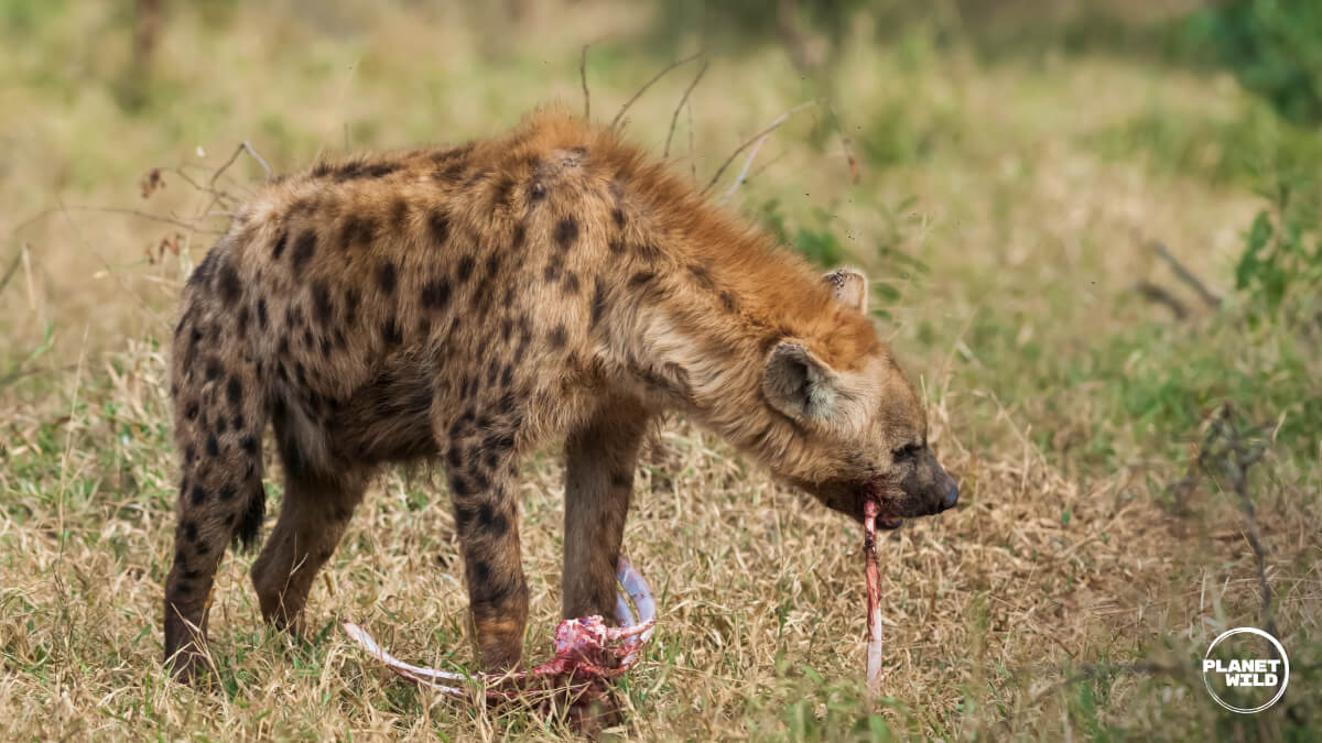 A spotted hyena with its head lowered, feeding on a small prey item in short grass with a soft green background.