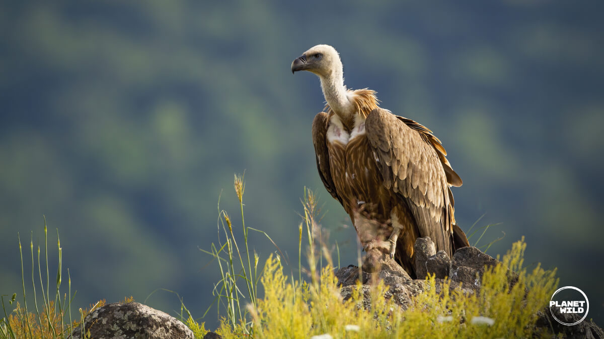 A Griffon vulture perched on a rocky outcrop, shown in full body profile against a blurred mountainous background with vegetation in the foreground.