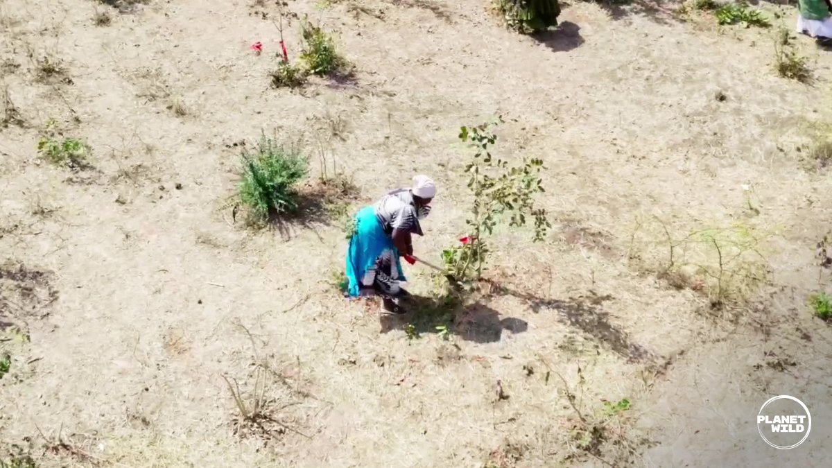 Aerial view of two people in traditional dress planting or tending to a young tree in sandy, sparsely vegetated terrain.