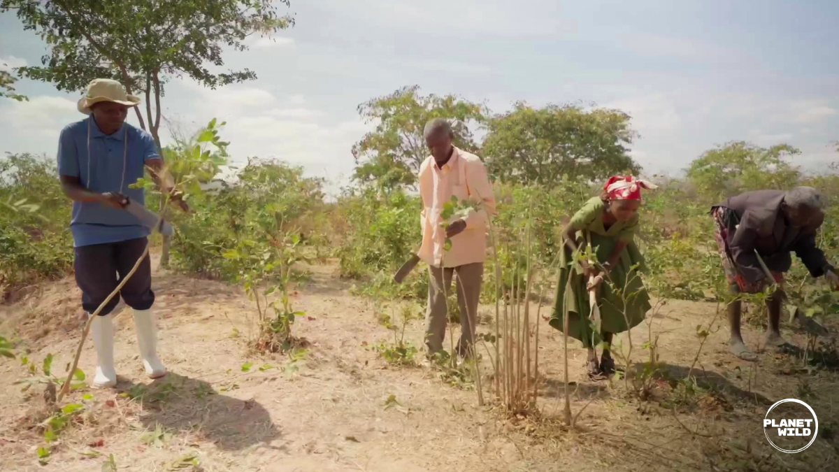 Four people work in a rural agricultural setting, tending to young plants and seedlings in sandy soil.