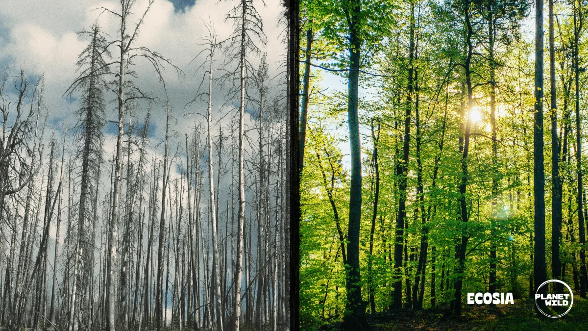 Two images of a forest, one baron and grey and the other is lush and green.