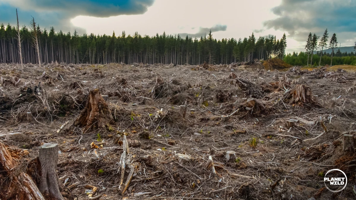 A baron landscape with hundreds of trees that have been cut down.