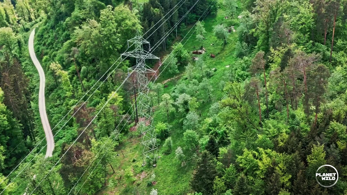 Power lines surrounded by lush, green forest.