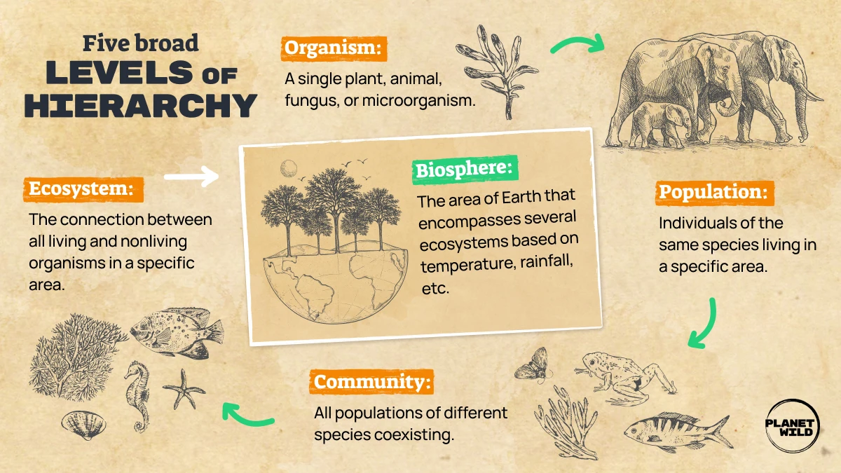 An infographic outlining the five levels of ecological hierarchy
