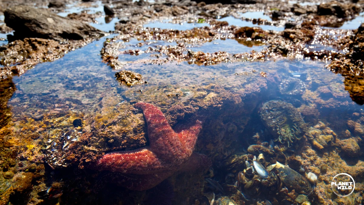 Starfish in a tidal pool