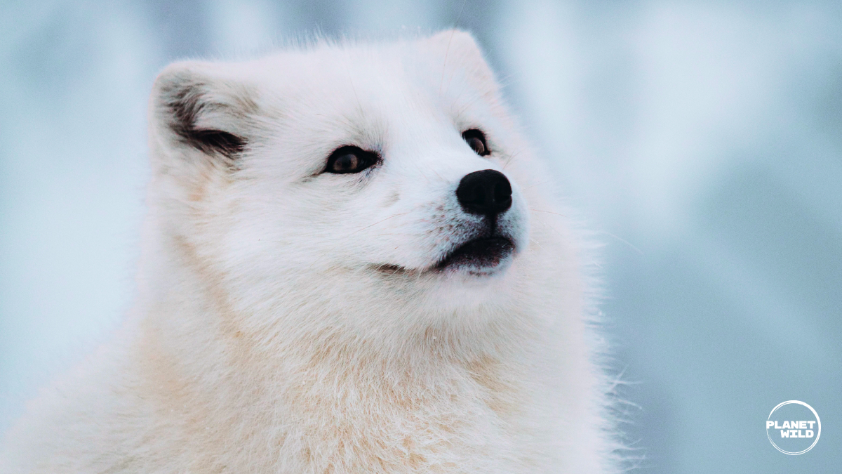 Arctic fox