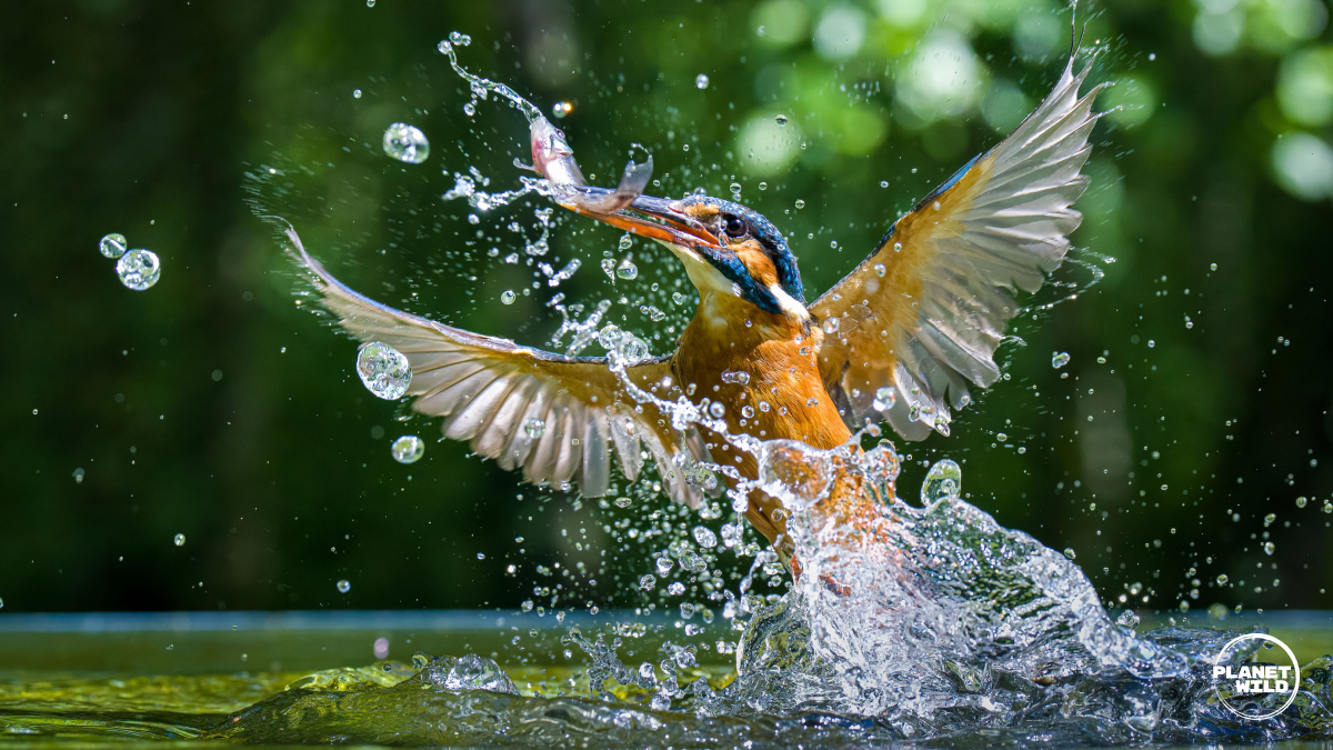 Kingfisher enjoying the water