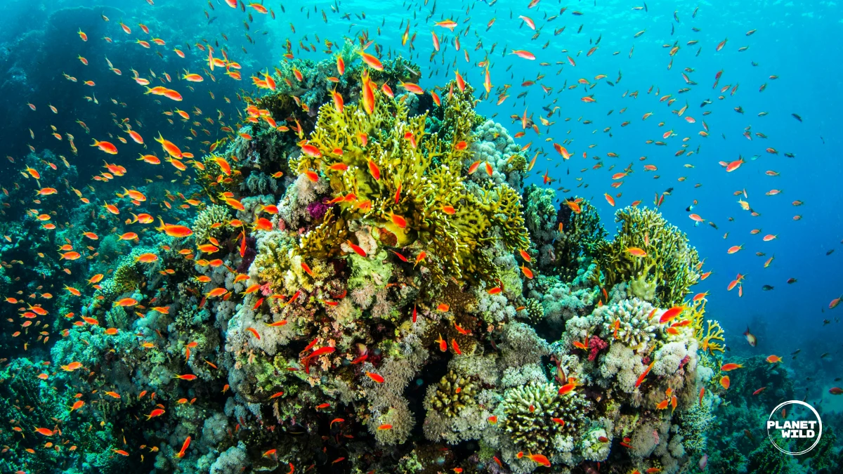 A colorful reef alive with thousands of fish. 