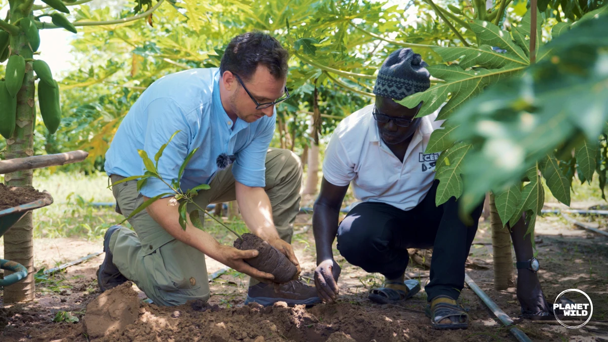 Two people planting a tree in a tropical food garden.