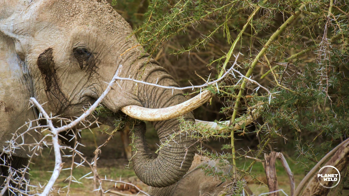 Elephant eating acacia tree