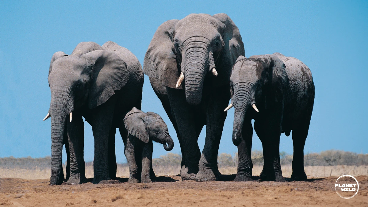 A herd of elephants