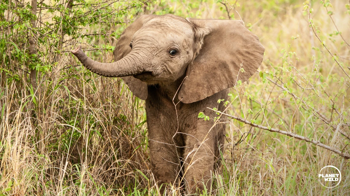Baby elephant in the wild