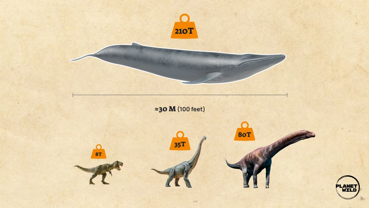 An infographic comparing the size of blue whales to dinosaurs