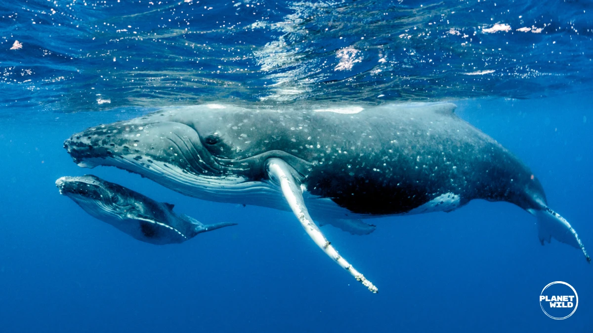 A mother and calf humpback whale
