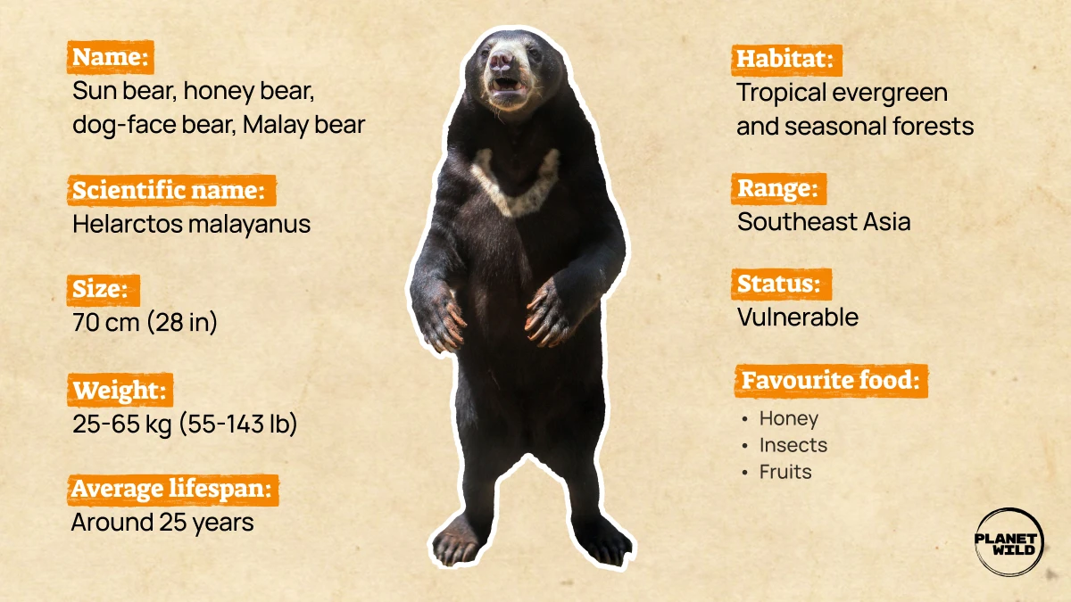 An infographic showing some facts about sun bears