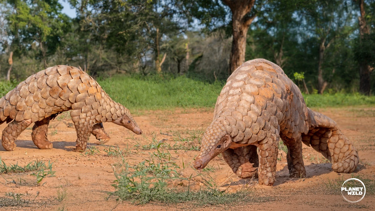 Two pangolins walking together