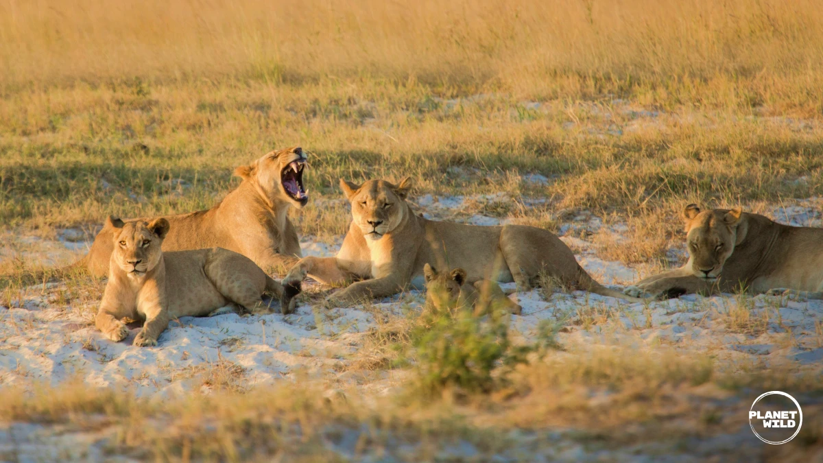 Four lions in a field, one is roaring.