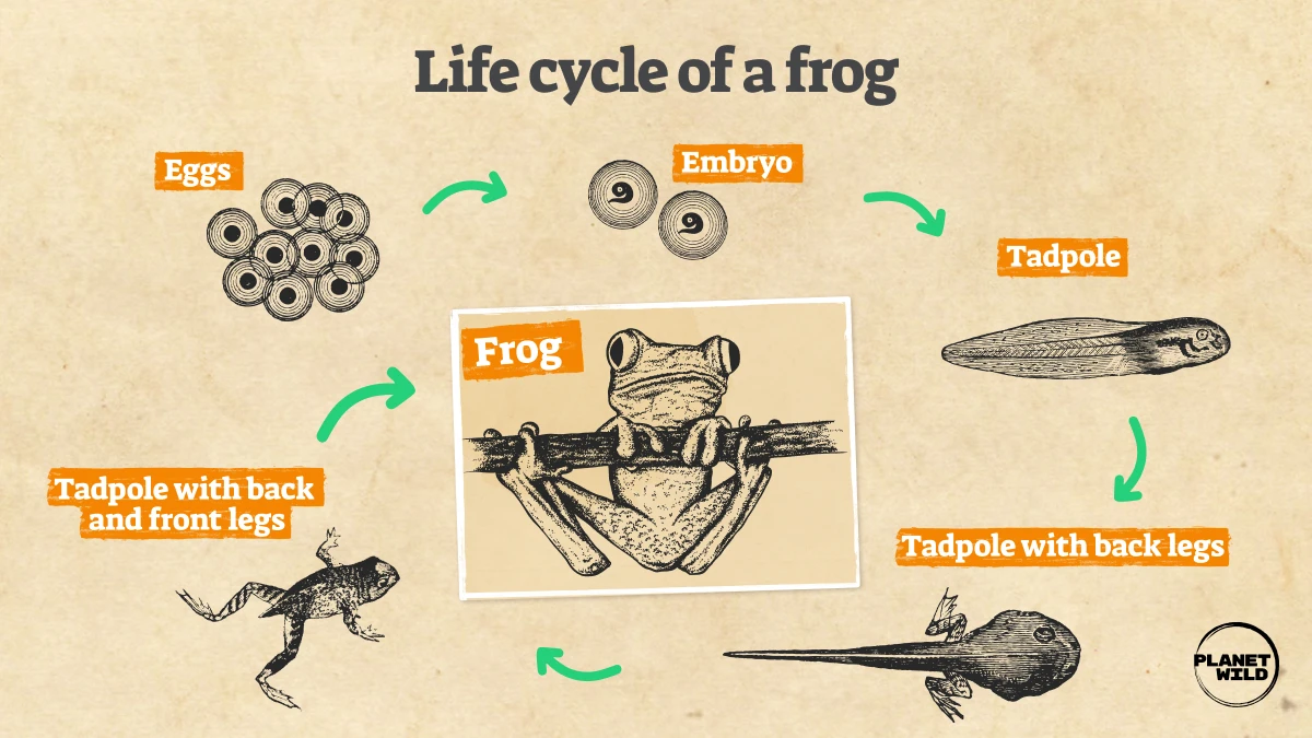 Infographic explaining the lifecycle of a frog