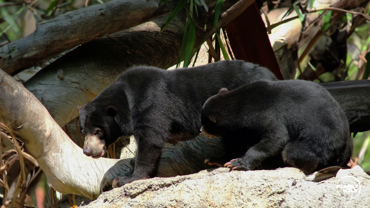 Sun bear mother and cub