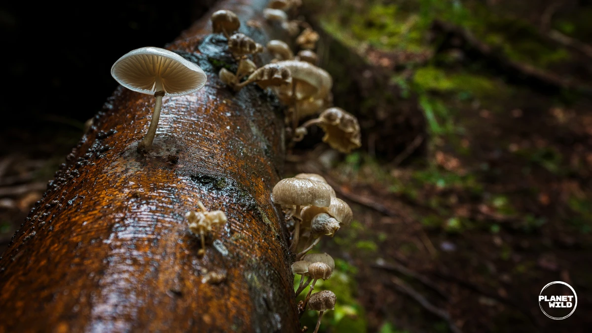 Mushrooms growing on deadwood