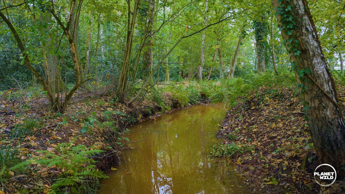 A river moving through a forest floor.