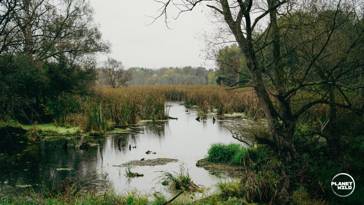 A waterlogged landscape with lots of mosses, reeds, and trees.