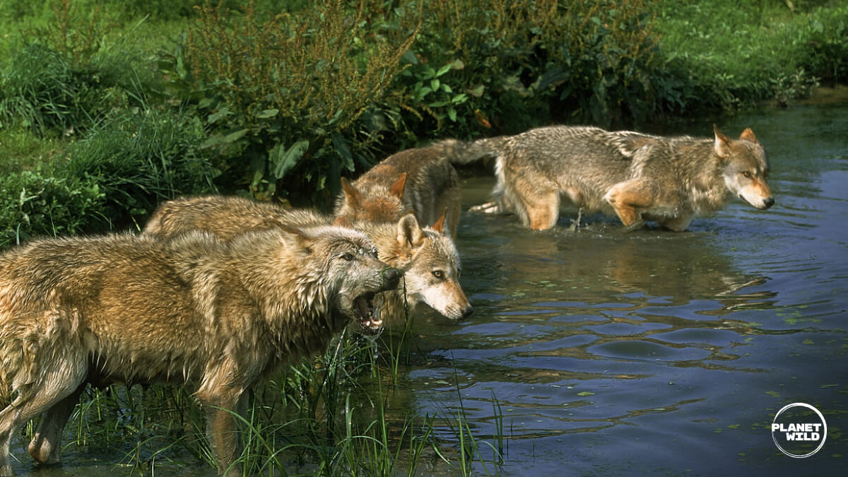 A pack of wolves moving through a river.