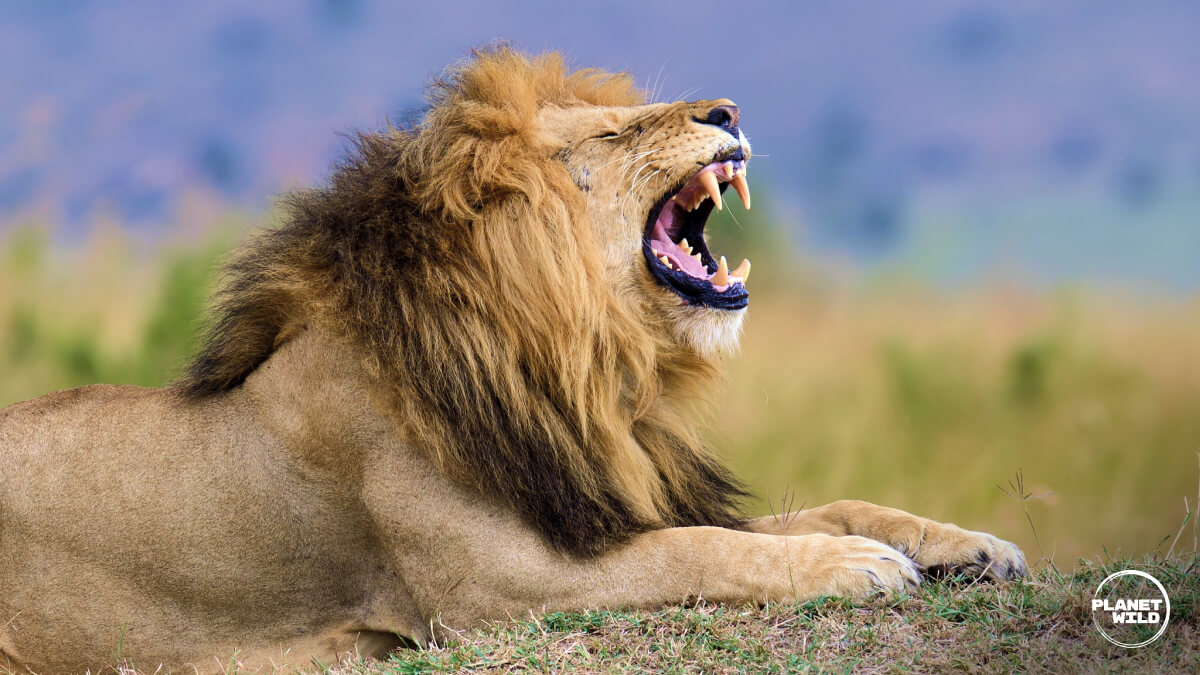 A male lion roaring while lying on a grassy hillside.
