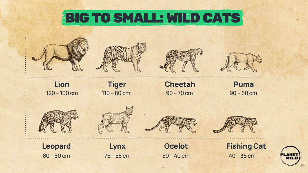 Illustrated size chart comparing eight wild cats from lion to fishing cat.