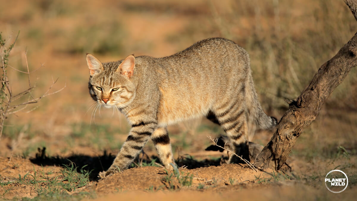 An African wildcat walking across dry, sandy scrubland.