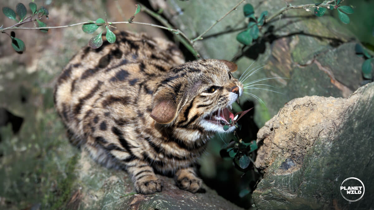 A leopard cat hissing defensively while crouched on a rock amid foliage.