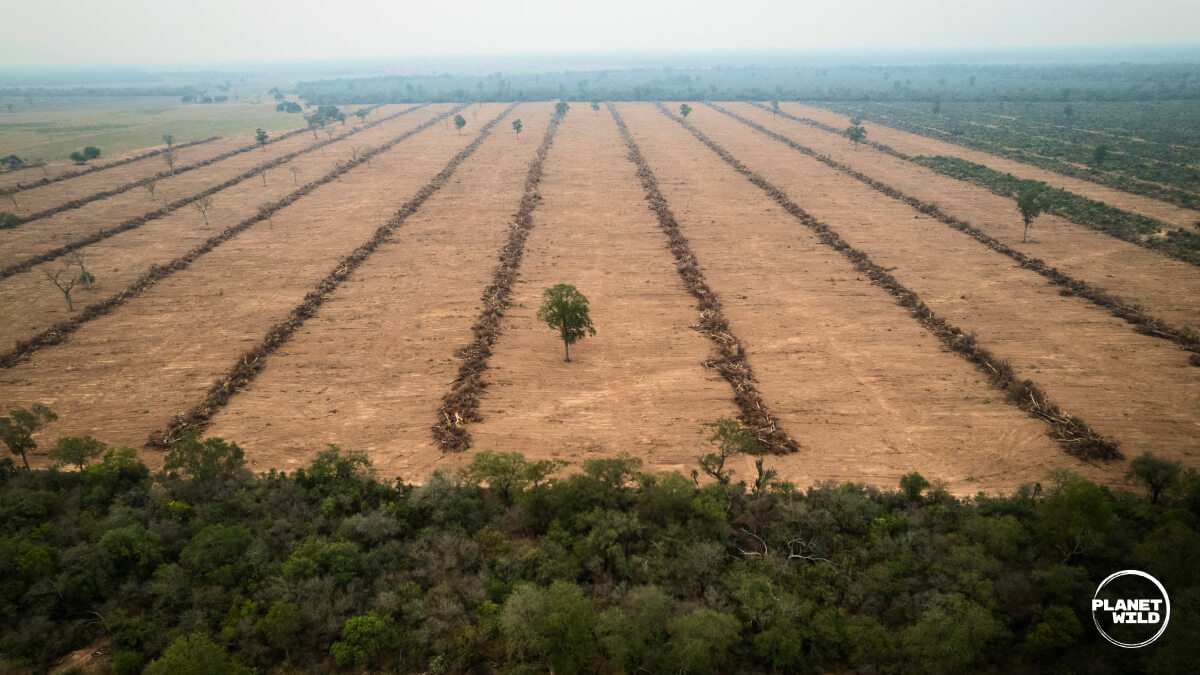 Aerial view of a vast cleared landscape with a single tree remaining, bordered by remnant forest.