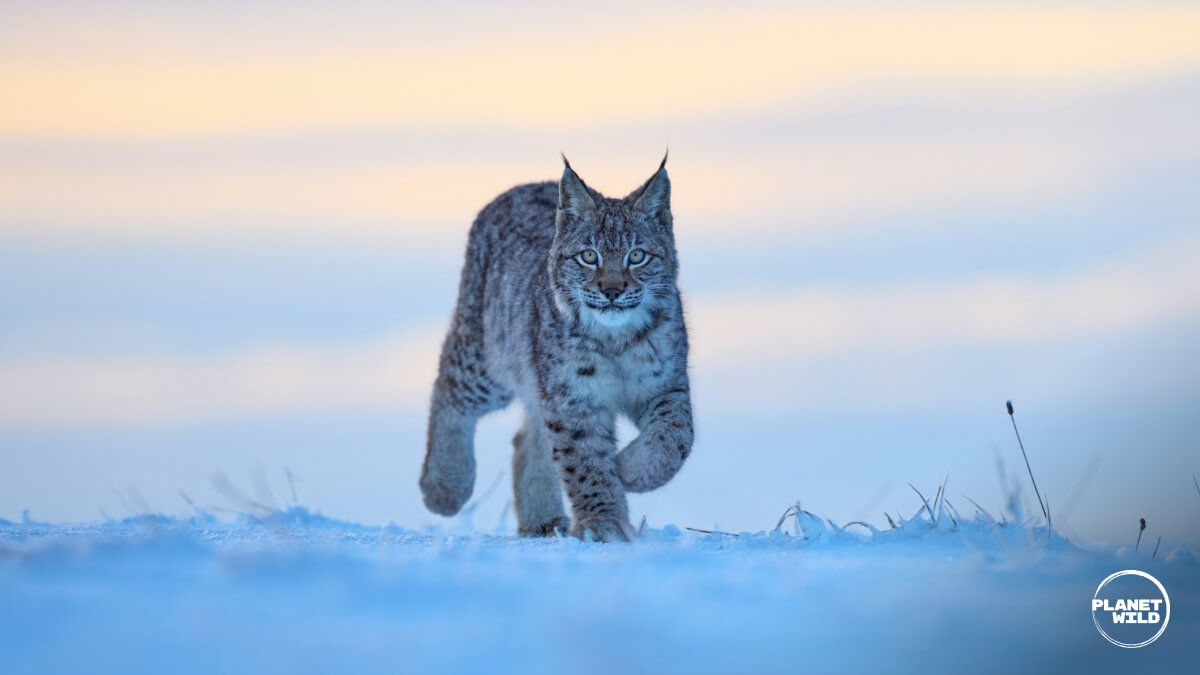 A Eurasian lynx trotting across a snow-covered field toward the camera at dusk.