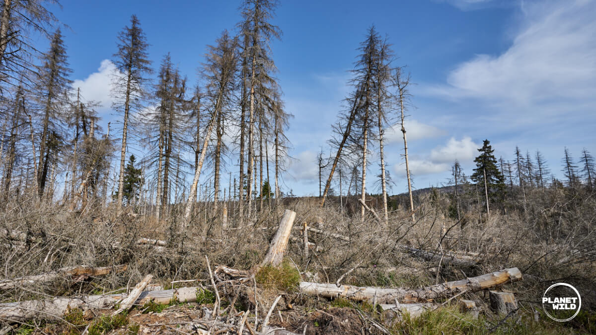 A hillside of dead and fallen trees in a degraded forest landscape.
