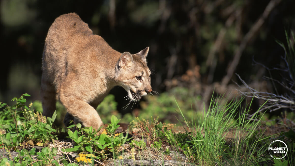 A puma stalking through low vegetation in dappled sunlight.