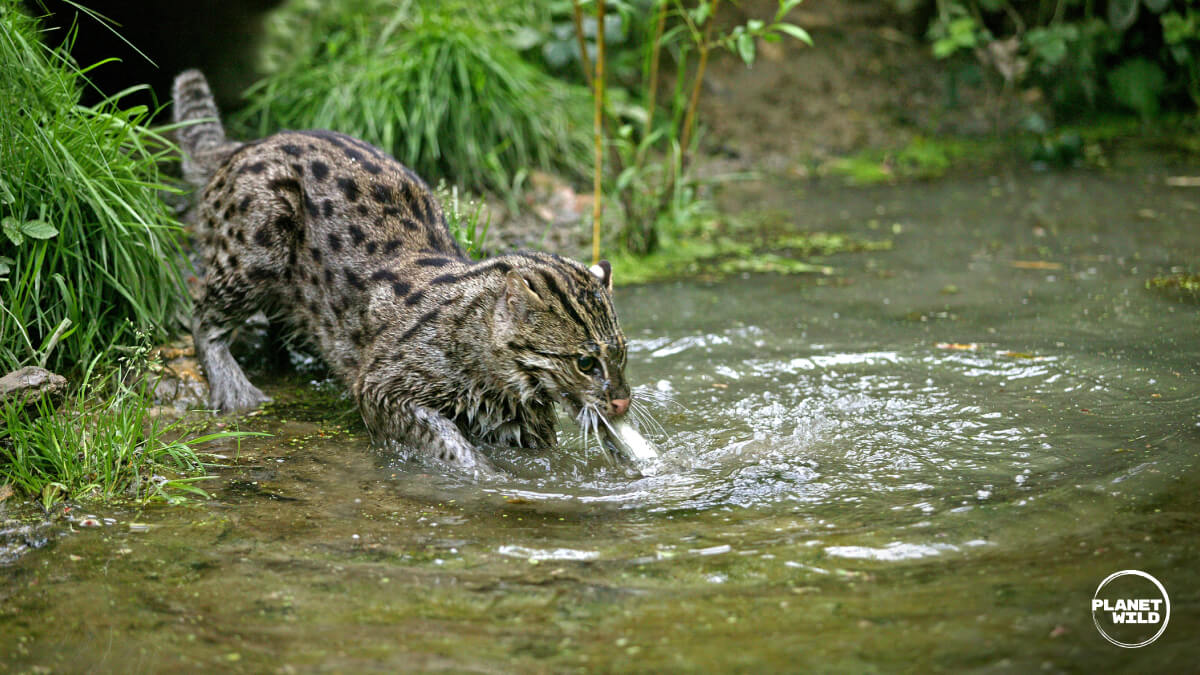 A fishing cat wading into a shallow stream, catching a fish in its mouth.