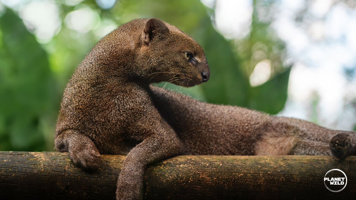 A jaguarundi resting on a mossy log in a tropical forest.