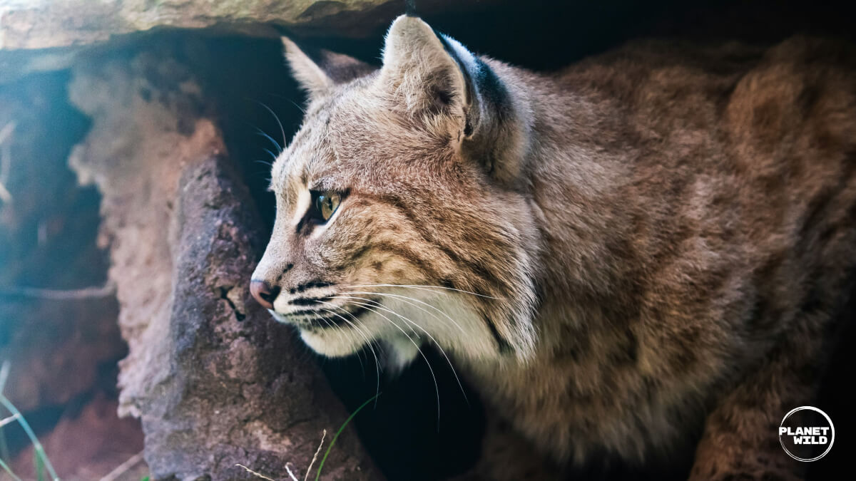 A Eurasian lynx peering out alertly from the shelter of a hollow log.