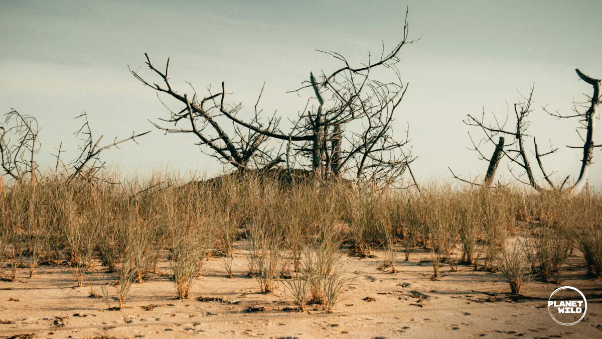 A barren, sandy landscape with clumps of dry grass and skeletal dead trees under a pale sky.