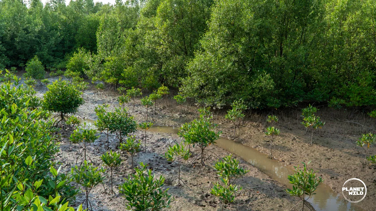 Young mangrove saplings stand in tidal mud in front of a dense, mature mangrove forest.