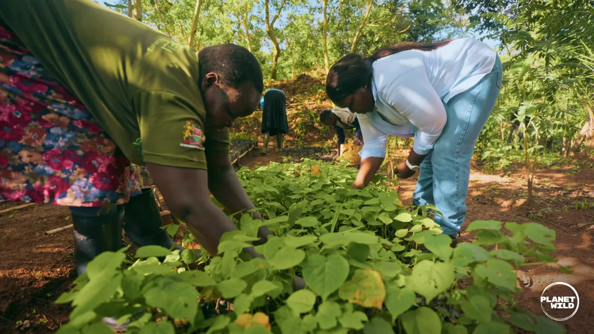Workers bend over dense rows of seedlings in a sunlit forest nursery, tending young plants by hand.
