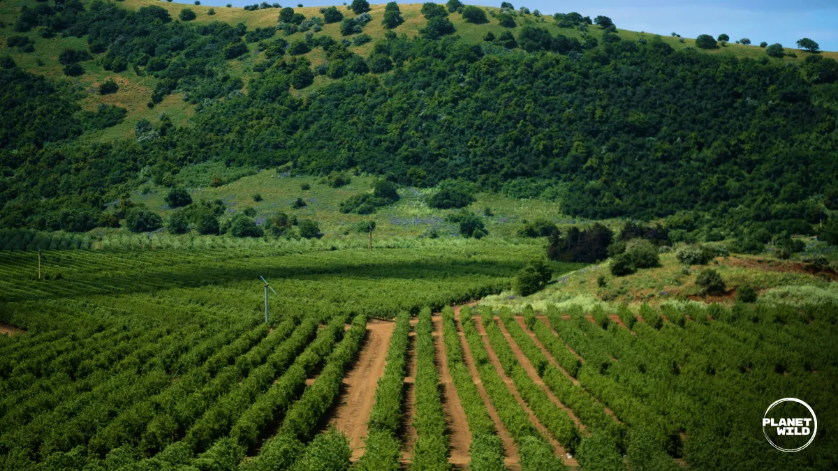 Neat rows of young trees stretch across rolling hills toward a forested mountain backdrop, with a wind turbine visible in the valley.