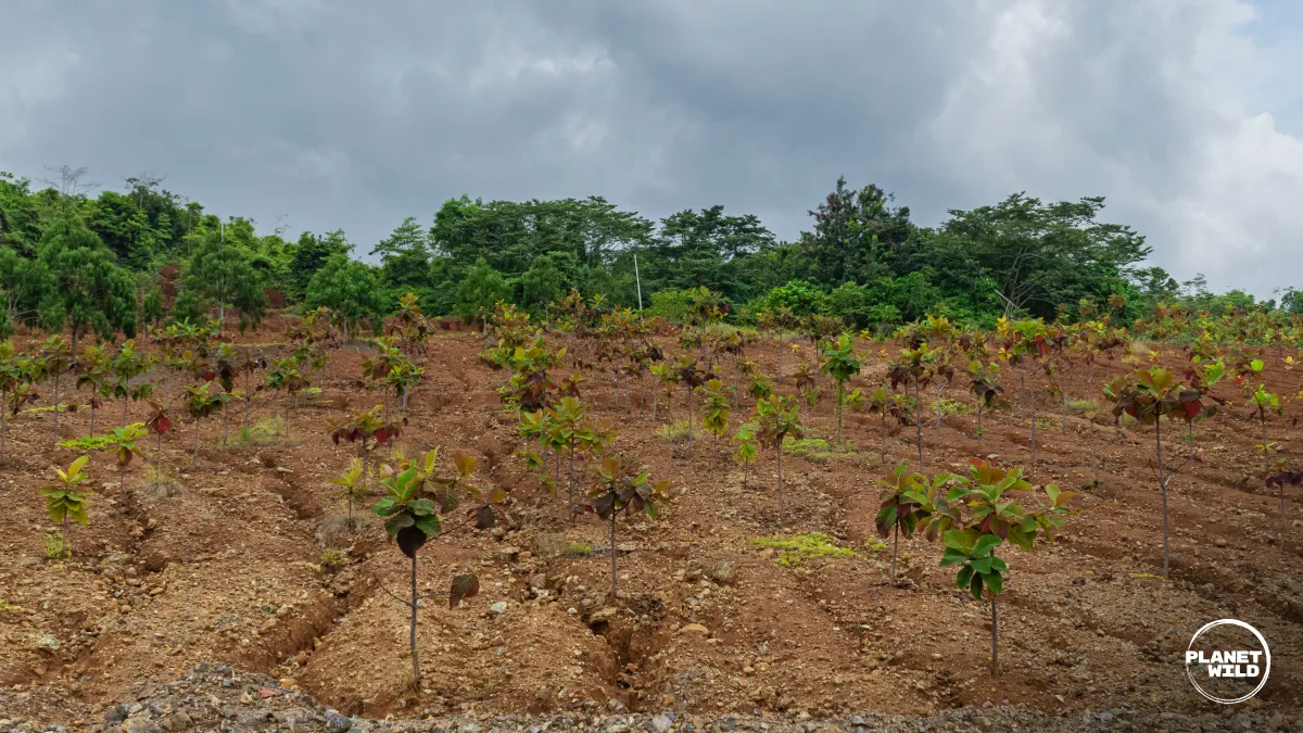 Rows of small, reddish-leafed saplings planted in terracotta-colored bare soil on a hillside, with mature forest visible at the top.