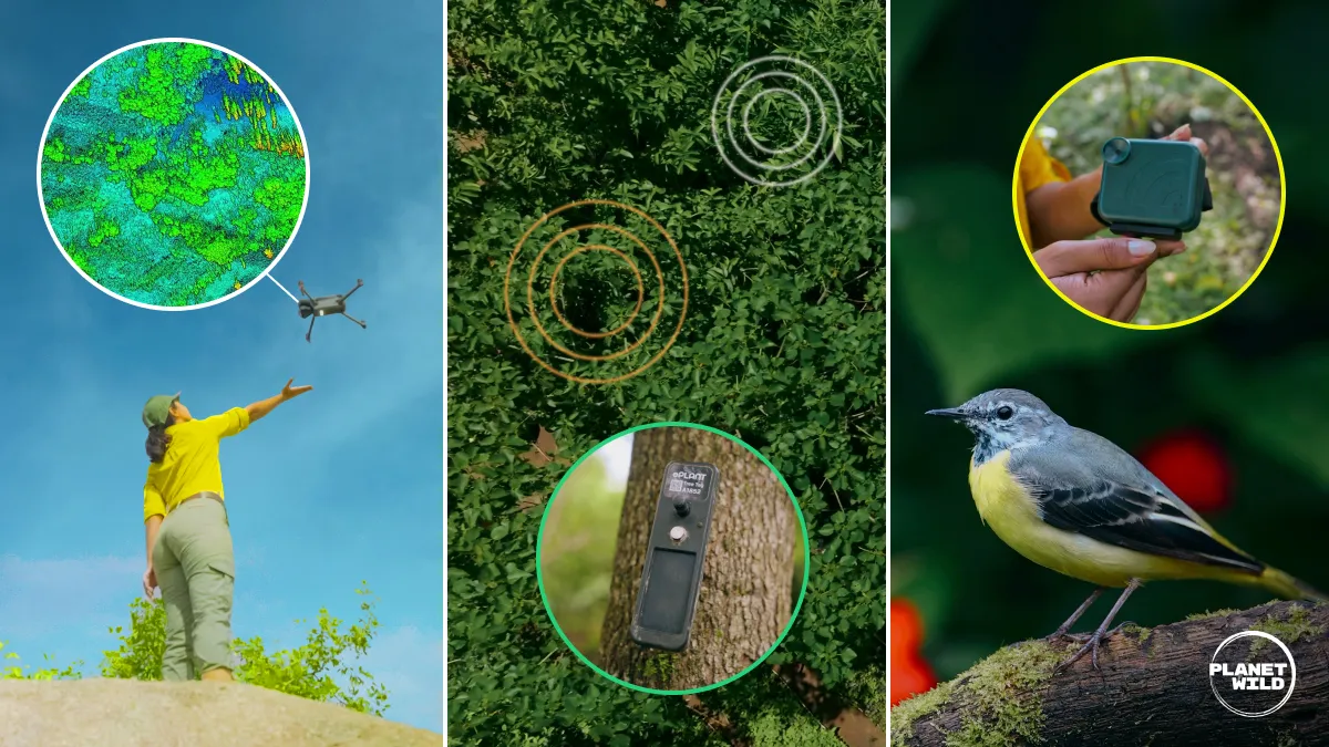 A triptych showing a researcher launching a drone with satellite mapping imagery, sensors attached to a tree trunk broadcasting signals, and a small bird perched on a branch beside a handheld biodiversity scanner.