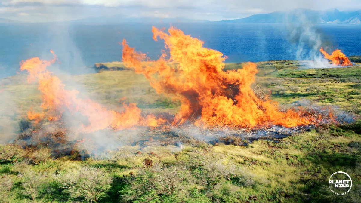Large flames and thick smoke rise from a coastal grassland fire near the ocean.