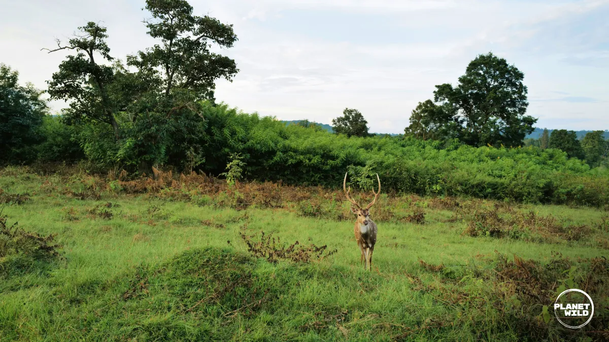 A deer with large antlers stands alert in a grassy clearing surrounded by trees and shrubs.